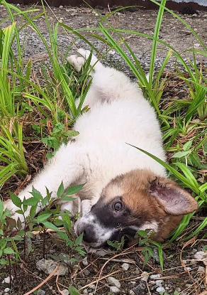 Adopter Brownie