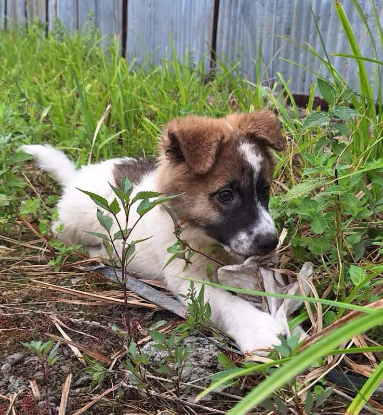 Adoption Brownie