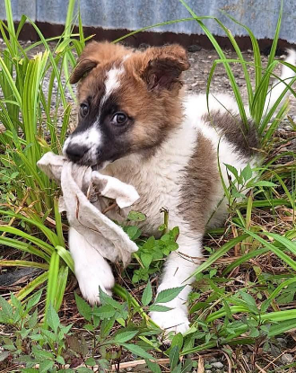 Adoption Brownie