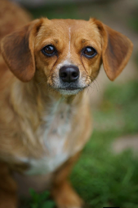 Adopter Amy