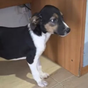 Adopter Americana