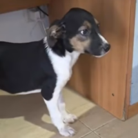 Adopter  chien : Americana