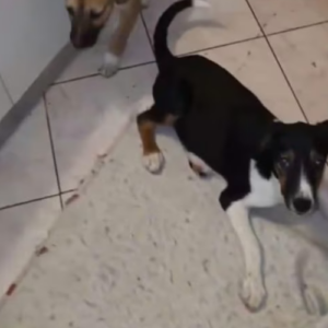 Adopter Americana