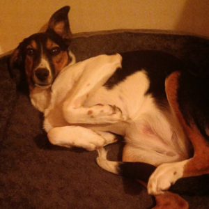 Adopter Americana