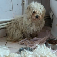 Adopter  chien : Lilou