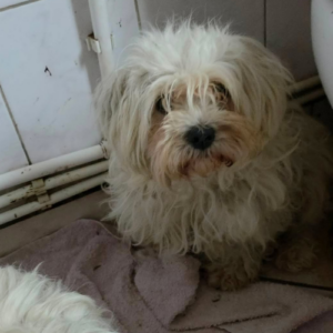 Adopter Lilou