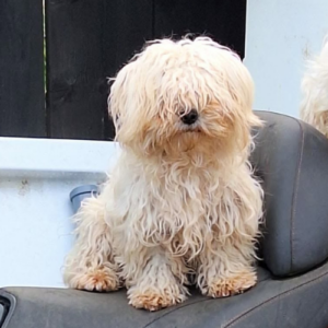 Adopter Lilou