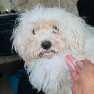 Adoption Lilou