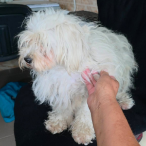 Adoption Lilou