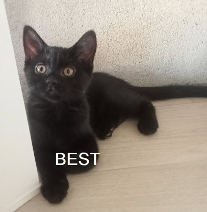 Adopter Best