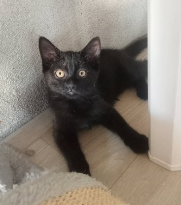 Adopter Best