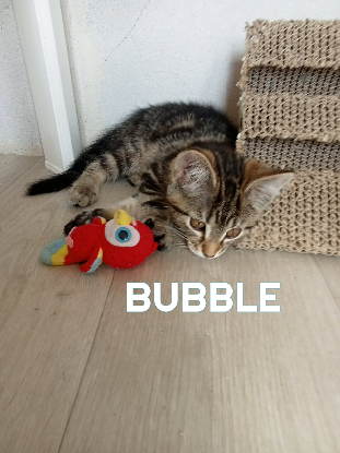 Adopter Bubble