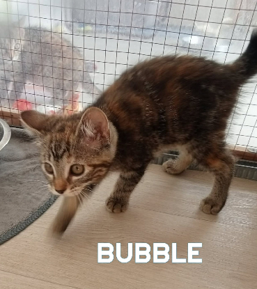 Adopter Bubble