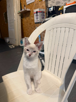 Adopter Moi