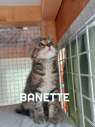 Adopter Banette