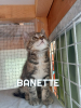 Banette