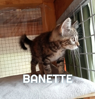 Adopter Banette