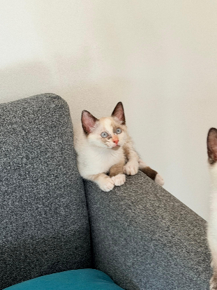 Adopter Mel