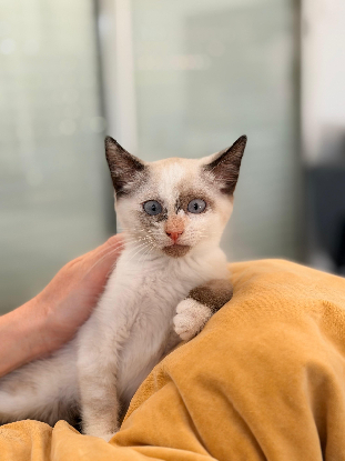 Adopter Mel
