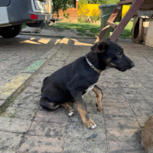 Adopter Samba