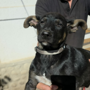 Adopter Samba