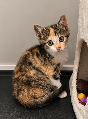 Adopter Crème