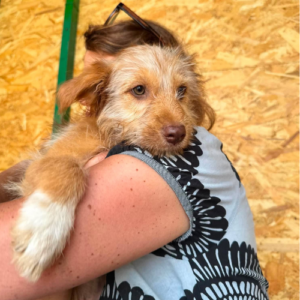 Adopter Simba