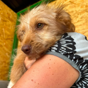 Adopter Simba