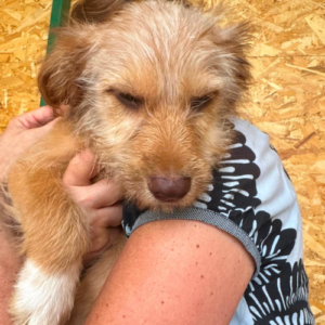 Adoption Simba