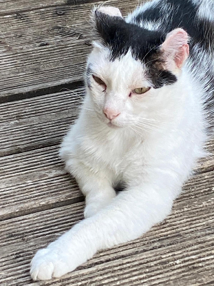 Adopter Charly