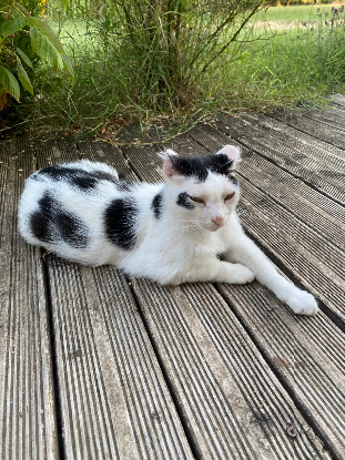 Adopter Charly