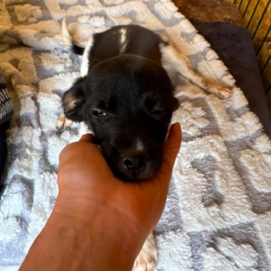 Adoption Tao