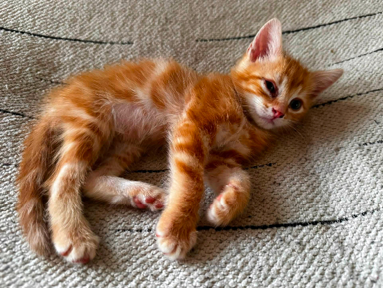 Adopter Tahiti
