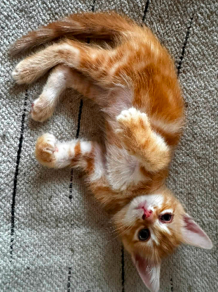 Adopter Tahiti