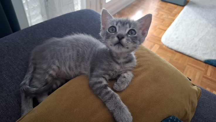 Adopter Boon