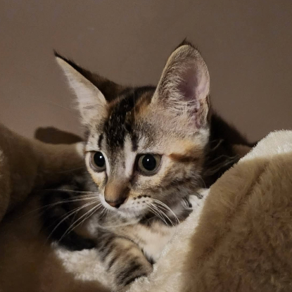 Adopter Bianca