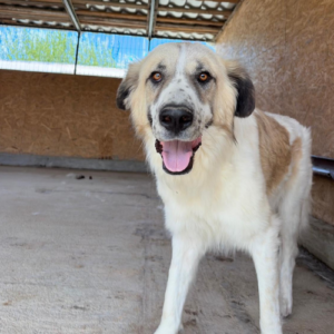 Adopter Beryl