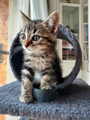 Adopter Java
