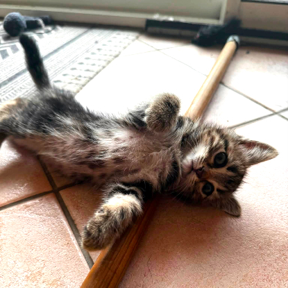 Adopter Java