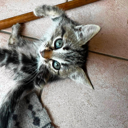 Adopter Java