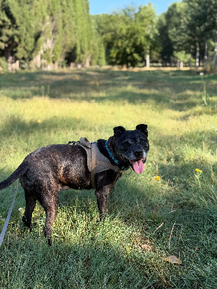 Adopter Tia