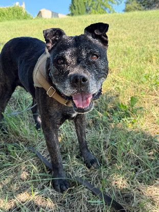 Adopter Tia