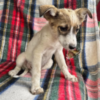 Adopter  chien : Bloom