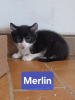 Merlin
