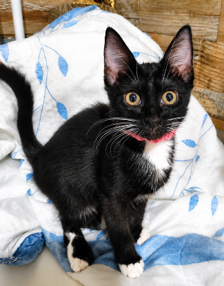 Adopter Framboise