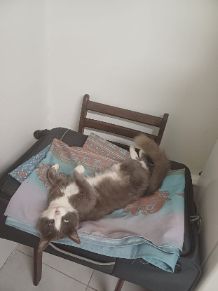 Adopter Mimi