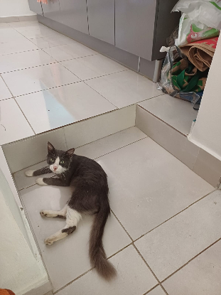 Adopter Mimi