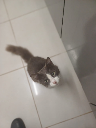 Adoption Mimi