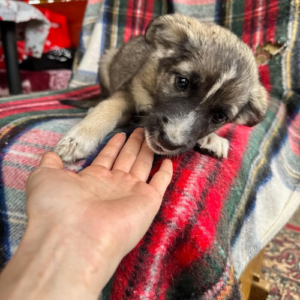 Adopter Fidji