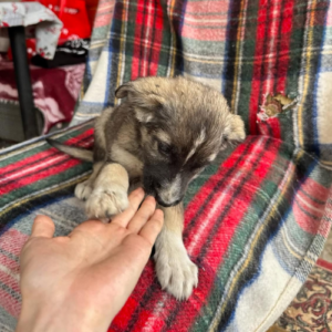 Adopter Fidji